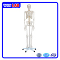 Modèle squelettique humain de 180 cm pour l&#39;enseignement